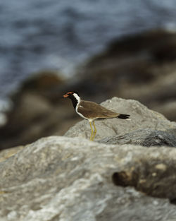 Close-up of bird perching on rock