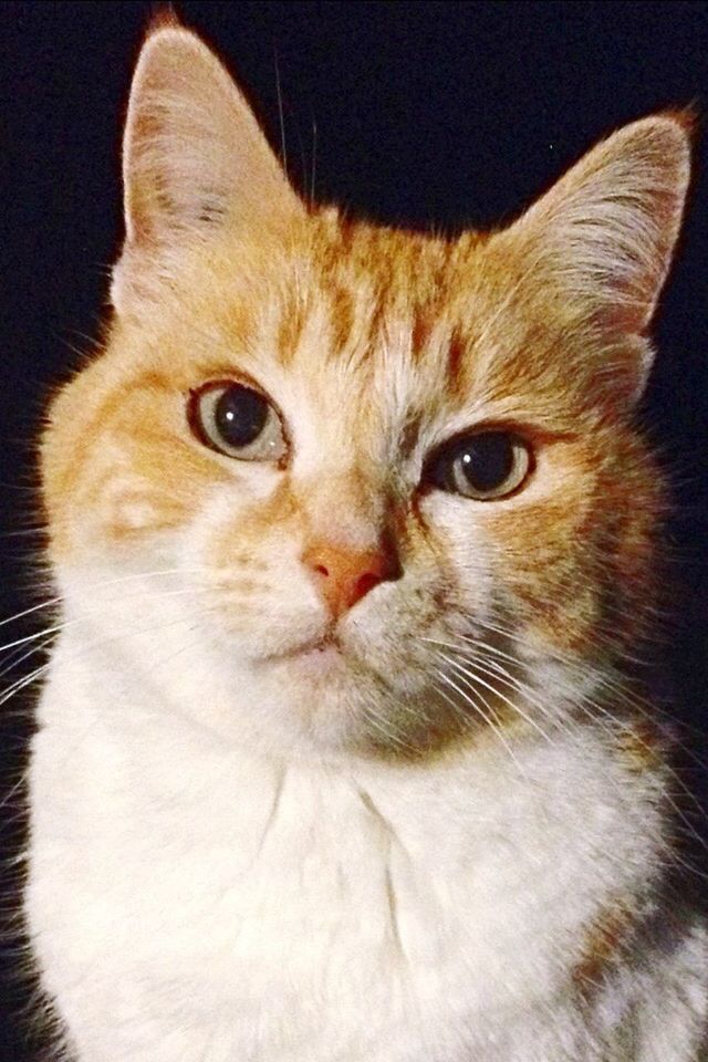 pets, animal themes, one animal, domestic cat, domestic animals, cat, feline, mammal, indoors, whisker, portrait, close-up, looking at camera, animal head, animal eye, alertness, staring, studio shot, black background