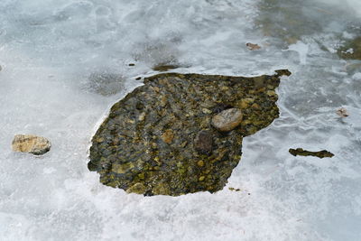 High angle view of lizard on rock at beach