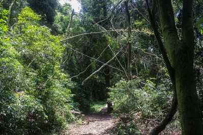 Footpath amidst trees in a forest