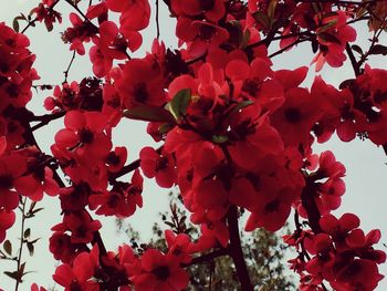 Low angle view of flowers on tree