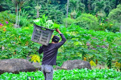 Rear view of man with umbrella standing by plants