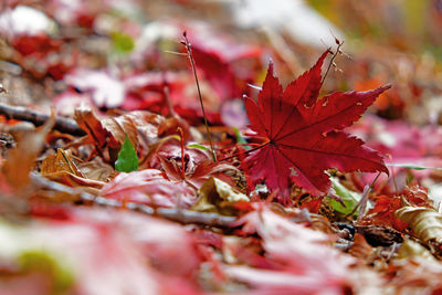 Close-up of dry maple leaves