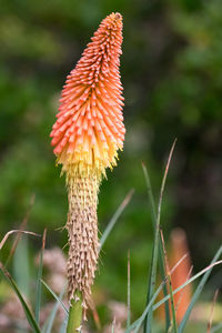 Close-up of orange flowering plant on field