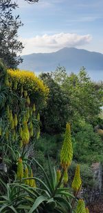 Scenic view of yellow flowering plants against sky