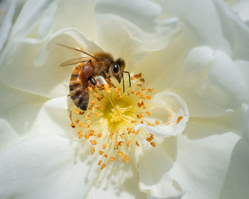 Close-up of bee pollinating on flower