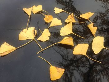 High angle view of yellow maple leaf on road