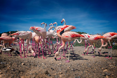 View of birds on land against sky