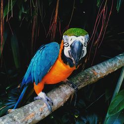 Close-up of blue parrot perching on branch
