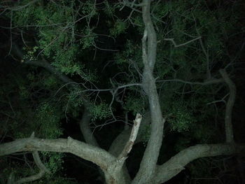 Bare trees in forest