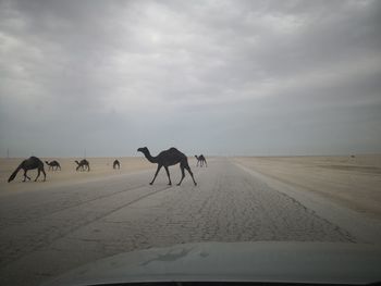 View of horses on road