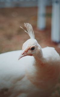 Close-up of bird perching outdoors