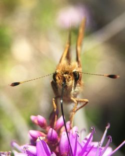 Close-up of insect on plant