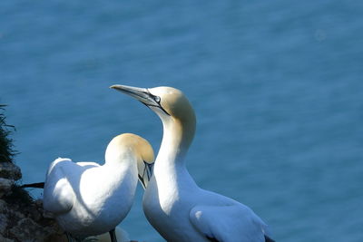 White duck in a sea