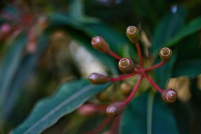 Close-up of plant against blurred background