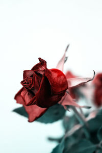 Close-up of red rose against white background