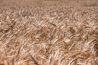 Closeup of a field of cereals