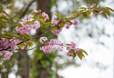 Close-up of cherry blossoms