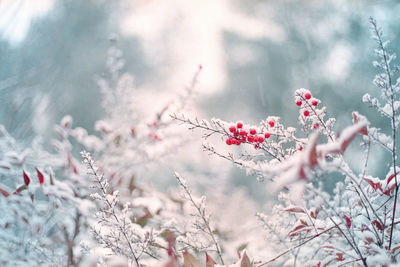 Pink cherry blossoms in winter