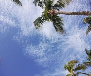 Low angle view of palm trees against blue sky