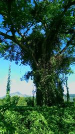 Low angle view of trees in forest