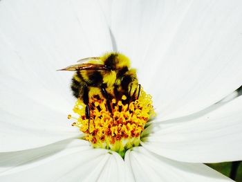 Close-up of insect on yellow flower