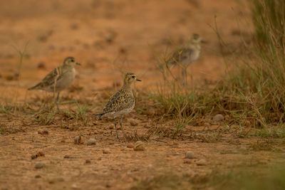 View of birds on field