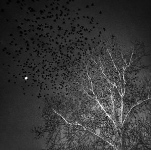 Low angle view of tree against sky