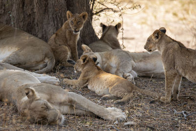 Lion family on field in forest