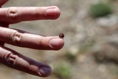 Close-up of ladybug on finger