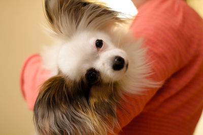 Close-up portrait of dog