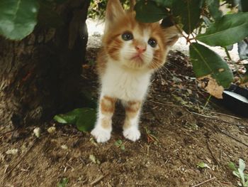 Portrait of cat