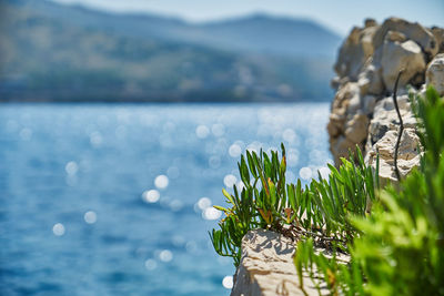 Close-up of plant against sea