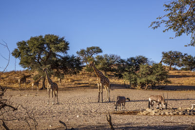 Horses grazing on field against clear sky