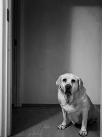 Portrait of dog sitting at home