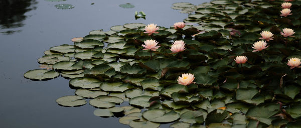 Close-up of flowering plants in lake