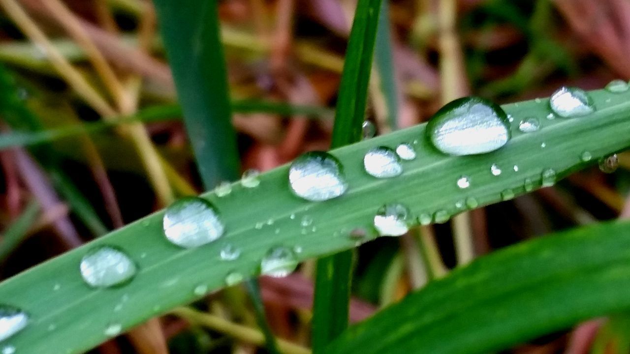 drop, wet, water, green color, close-up, dew, leaf, growth, freshness, focus on foreground, blade of grass, nature, raindrop, rain, droplet, grass, plant, fragility, selective focus, water drop