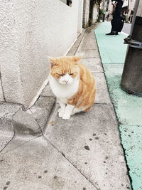 Portrait of cat on footpath