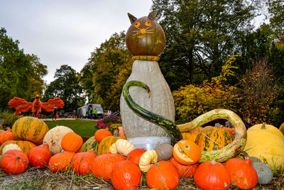 View of pumpkins against trees