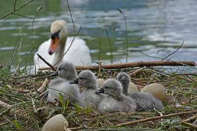 Cygnets relaxing on field against swan