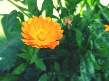 Close-up of yellow flower