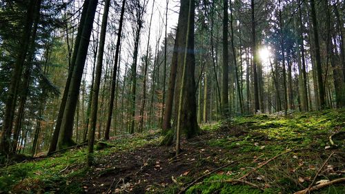 Sunlight streaming through trees in forest