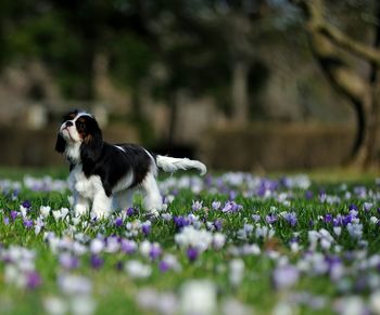 Close-up of dog looking up