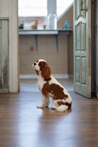 Cavalier king charles spaniel. a small white dog is sitting at the door and waiting the owner