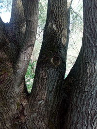 Close-up of tree trunk in forest