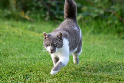 Portrait of a cat on field