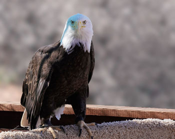 Close-up of eagle perching on wood