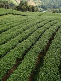 Scenic view of corn field