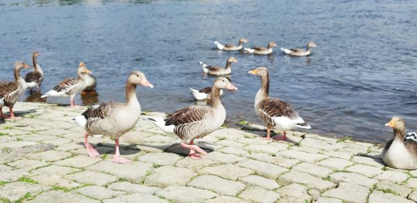 Flock of seagulls on lake
