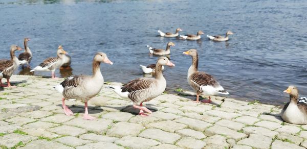 Flock of seagulls on lake